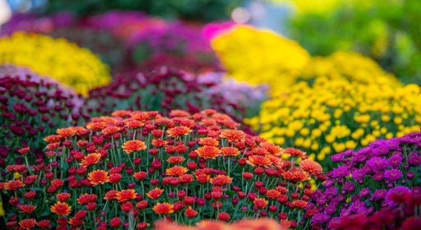 Szentes a legvirágosabb 30 ezer lélekszám alatti magyar város