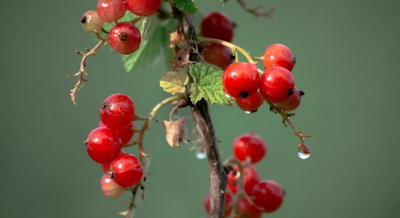Reneszánszát éli a ribizlitermesztés – A csíkmaradarasi mikroszaporító labor hozzájárult a fellendüléshez