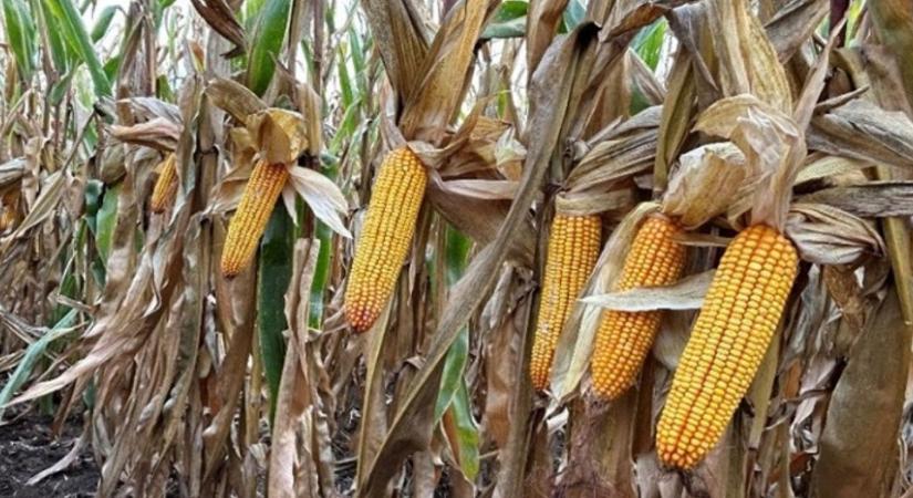 100 év kutatás a földeken: új hibridek a termesztés szolgálatában