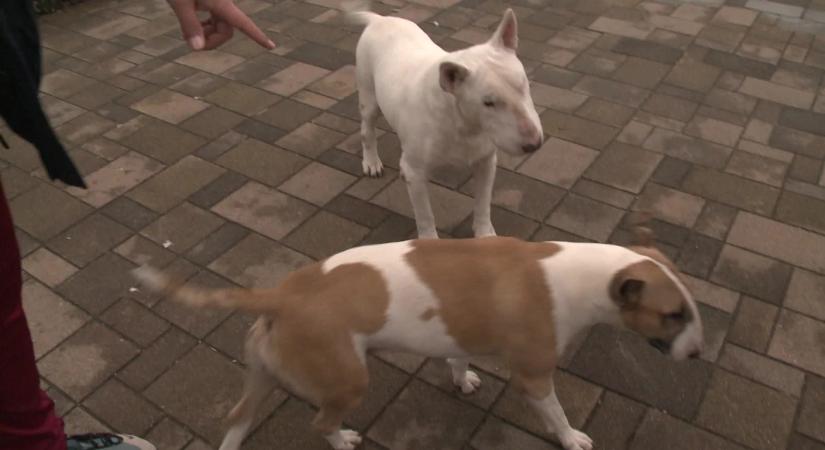 Csavarokat tett a virslibe, hogy megölje haragosa kutyáit