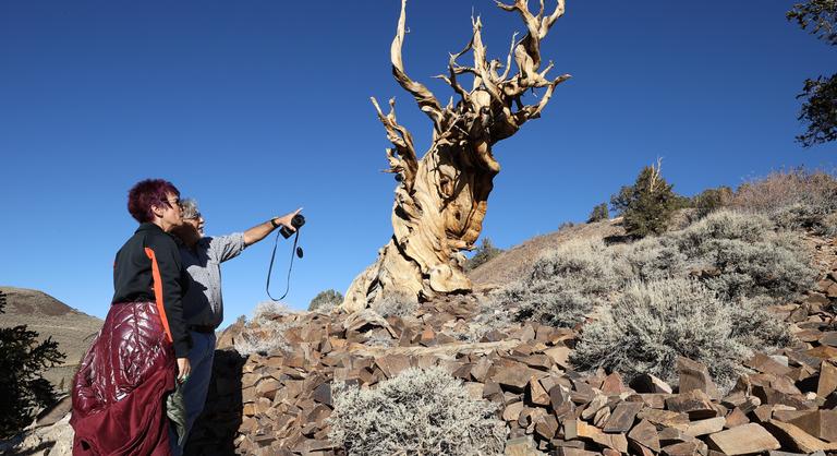 A világ legidősebb ma is élő fái már a piramisok építése előtt velünk voltak