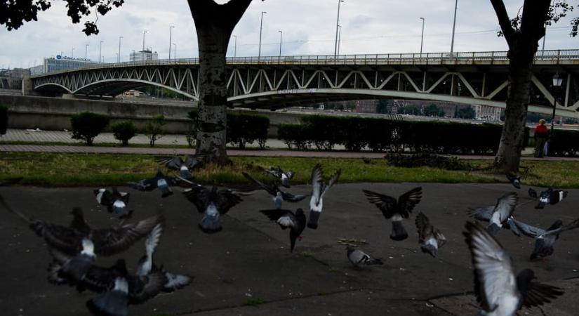A héten a Fővárosi Közgyűlés elé kerül a Petőfi híd felújításának kérdése