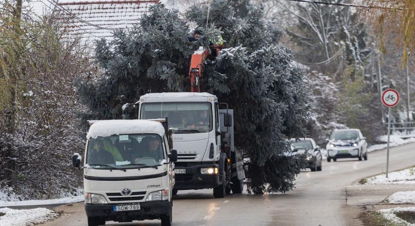 Három évtized története ragyog Tatán: felállították a város karácsonyfáját
