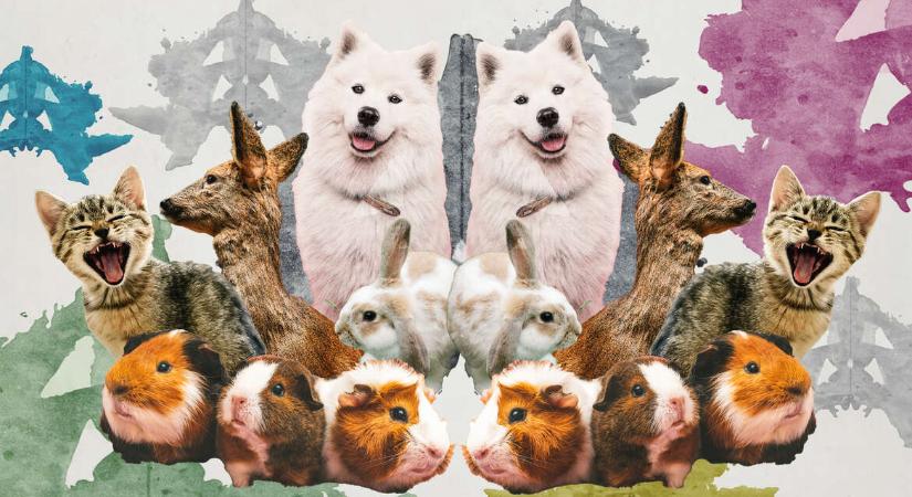 Visszakapod a halott kutyádat – csakhogy nem ő lesz az: Az állatklónozás már a küszöbön