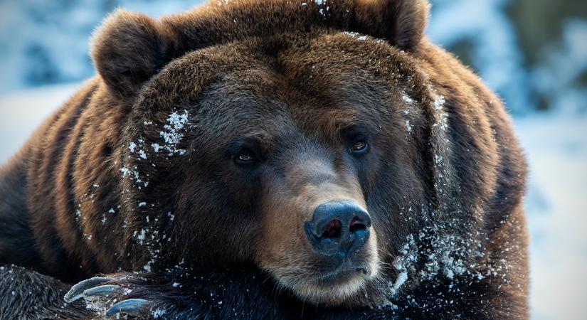 Juhnyájakban, marhacsordákban, kukoricásokban garázdálkodnak a nagyvadak a szomszédban