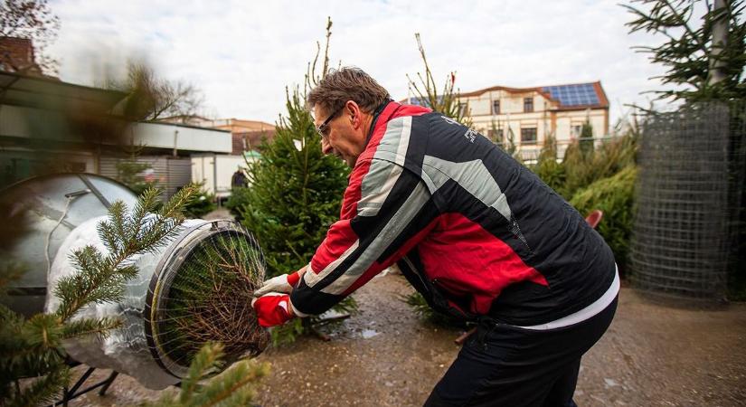 Fenyőfadrágulás jön, mutatjuk, hogy mekkora