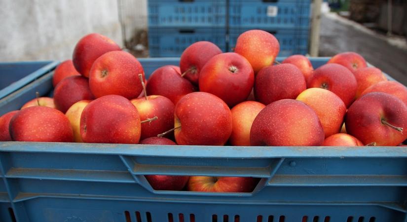 Leállt az almaexport ebben az országban, mi is megérezhetjük