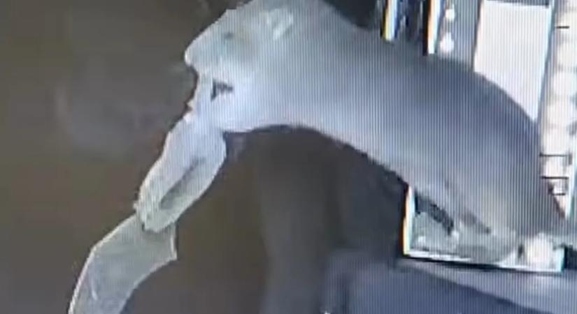 Videón, ahogy patkányok röptükben vadásznak le denevéreket