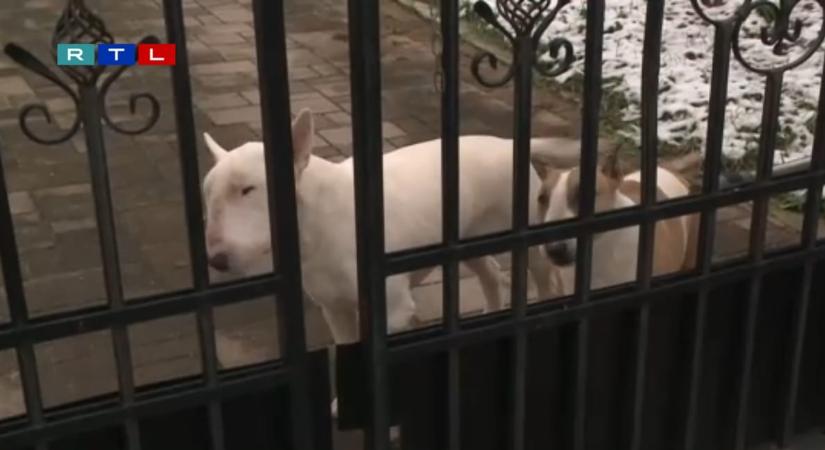 Fémcsavarokkal átszúrt virslivel akarta megölni haragosa kutyáit egy férfi Sajószentpéteren