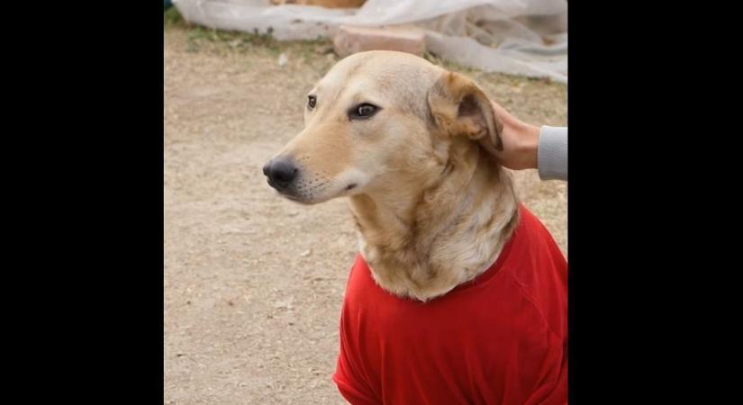 Szigorúbb büntetést kér az ügyészség Rozi kutya kínzója ellen