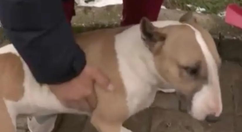 Csavarokkal teli virslit dobatott be haragosa kutyáinak egy sajószentpéteri férfi