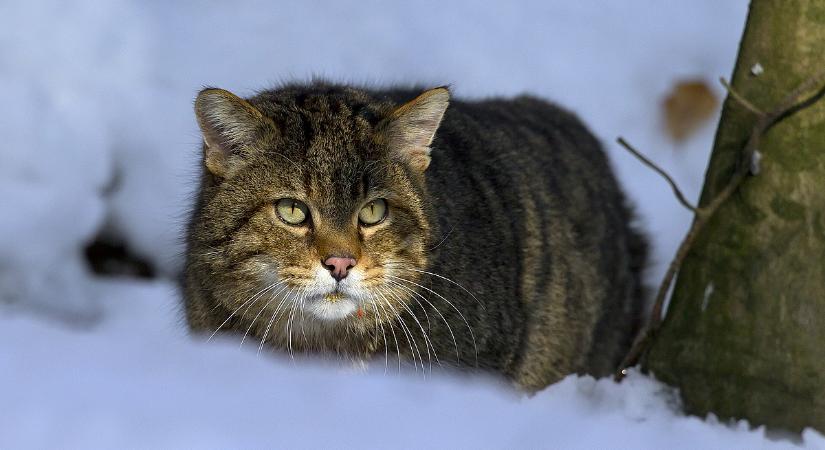 Új-Zéland felesküdött a kóbor macskák kiirtására