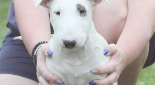 Csavarokkal átszúrt virslivel akarta megöletni haragosa kutyáit egy férfi Sajószentpéteren