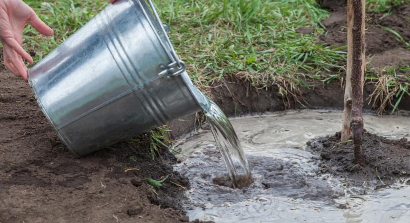 Egyszer kell megöntözni vele novemberben a gyümölcsfáidat, és elképesztő lesz az eredmény!