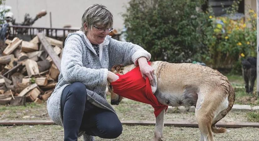 Börtönbe mehet a Rozi kutyát autójával vonszoló férfi