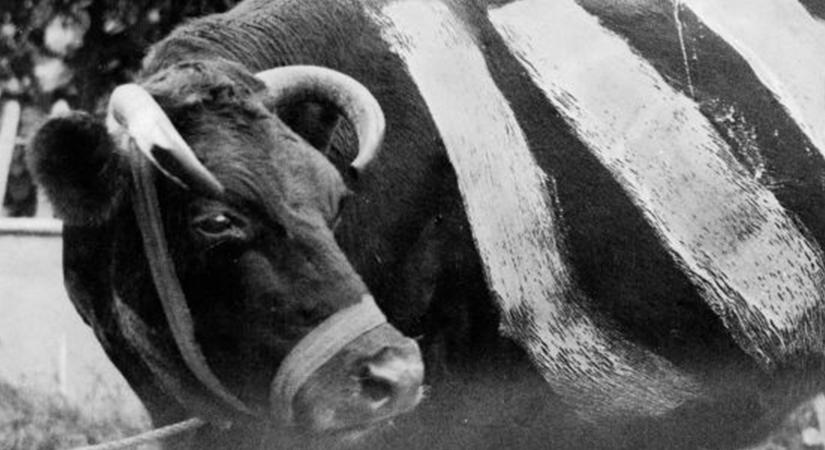 Nem találod ki, miért festették csíkosra a teheneket a II. világháború alatt