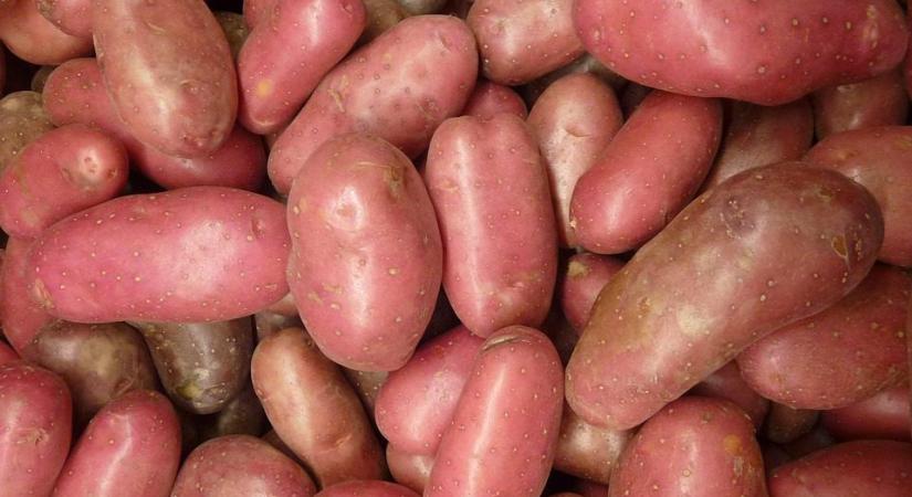 Milyen talajlakó kártevő a felelős a burgonyagumók megrágásáért?