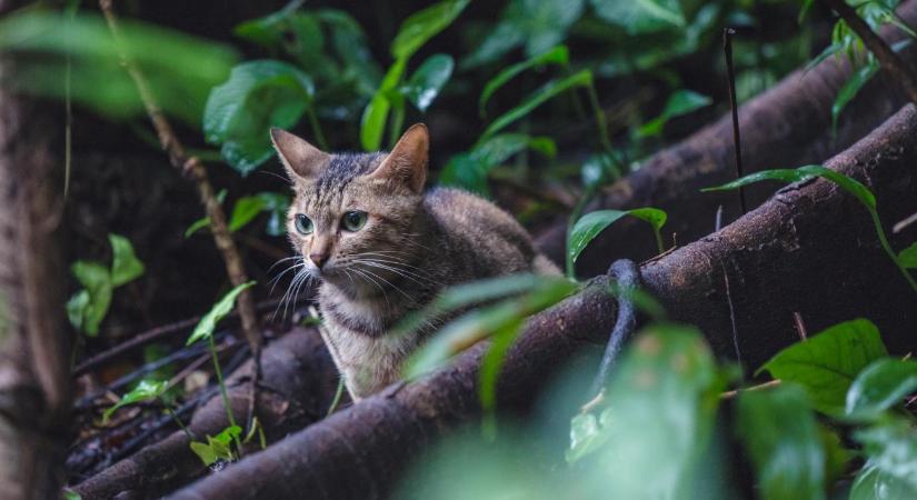 Gyilkos hadjárat indul a macskák ellen