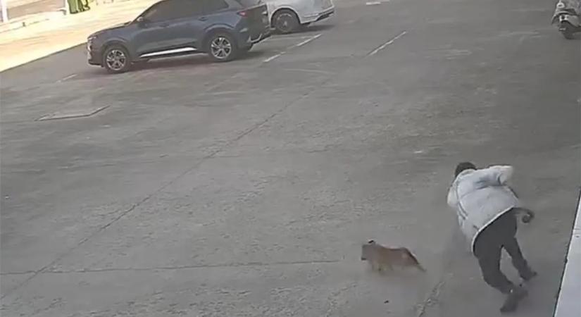 El akart kergetni egy kóbor kutyát a parkolóban, most mindenki rajta röhög - videó