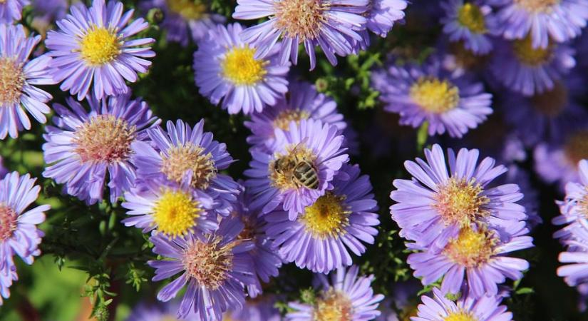 Őszirózsák az őszi kert szépségei – A szezon utolsó nagy színrobbanásai