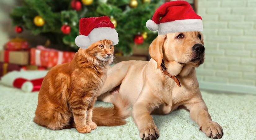 Karácsony kisállattal? Mindenütt veszély leselkedik rájuk