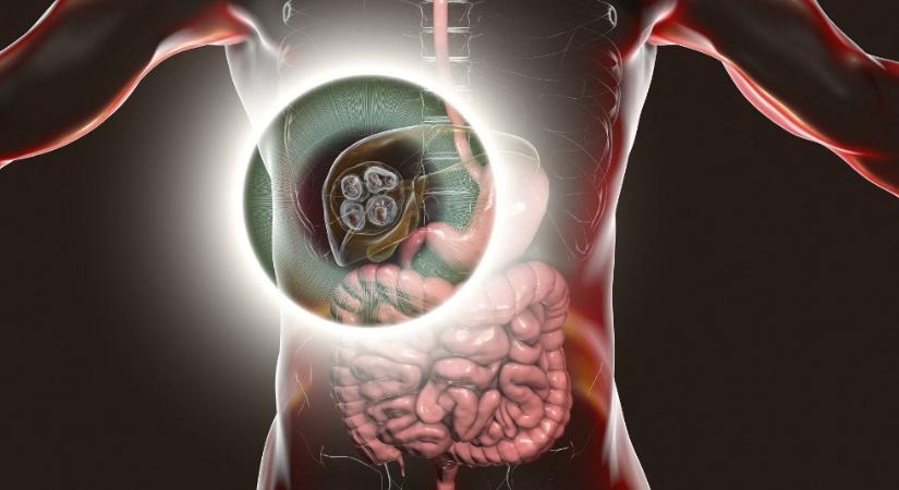 Halálos parazita terjed az országban, így tud védekezni