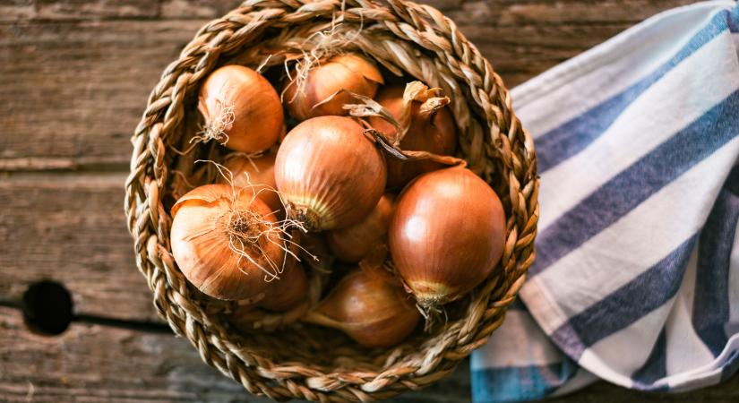 Makó aranya – a hagyma, amely történelmet írt