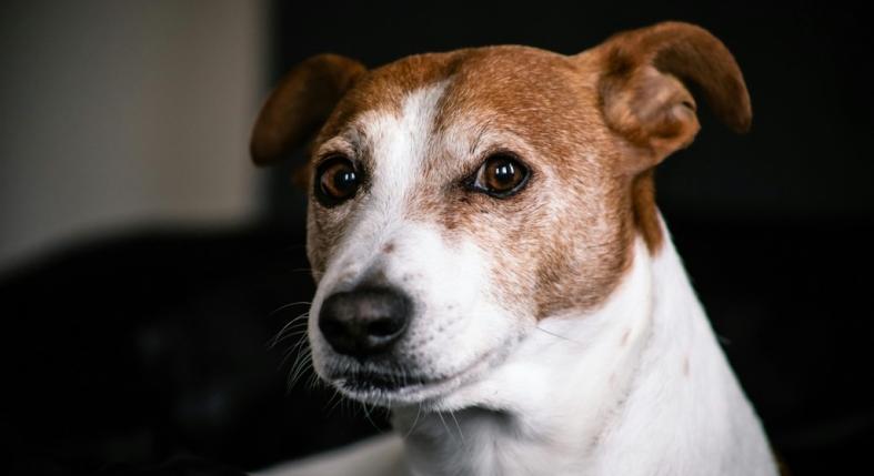 Miért viszket a kutya füle?