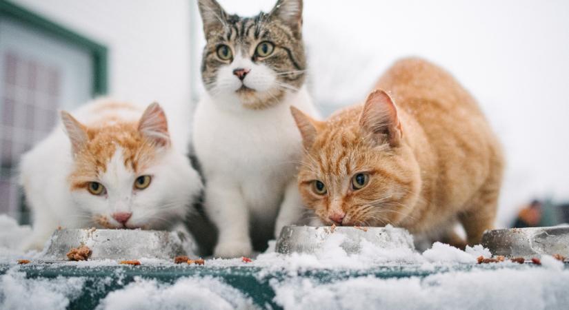 Így segíthetsz a kóbor macskákon a hidegben, ha nem tudod befogadni őket
