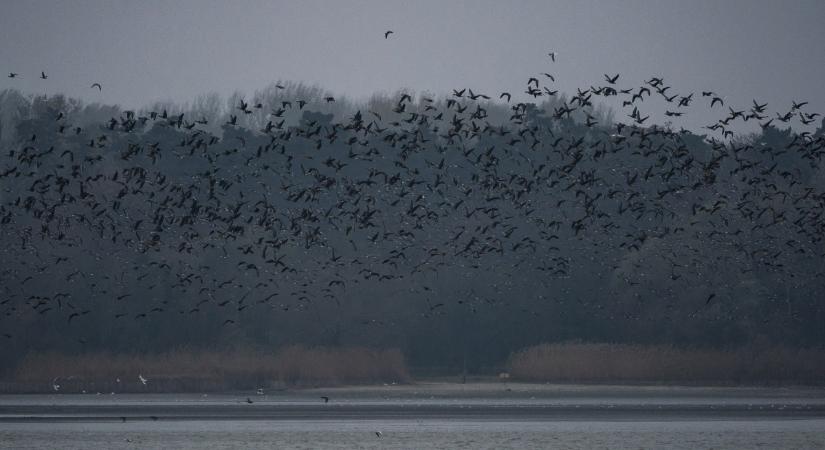 Gigarandi jön Tatán a vadlúd és az ember között