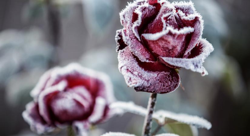 Ezt tedd a rózsáddal még novemberben, hogy biztosan túlélje a telet!