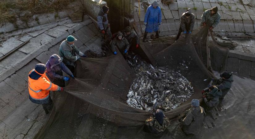 Csontig ható hidegben, 100 éves technológiával küzdenek a karácsonyi halért a szegedi halászok – videó