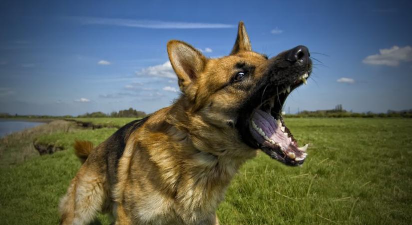 Több műtéten is átesett a járókelő, akire rátámadt egy kutya Sályban