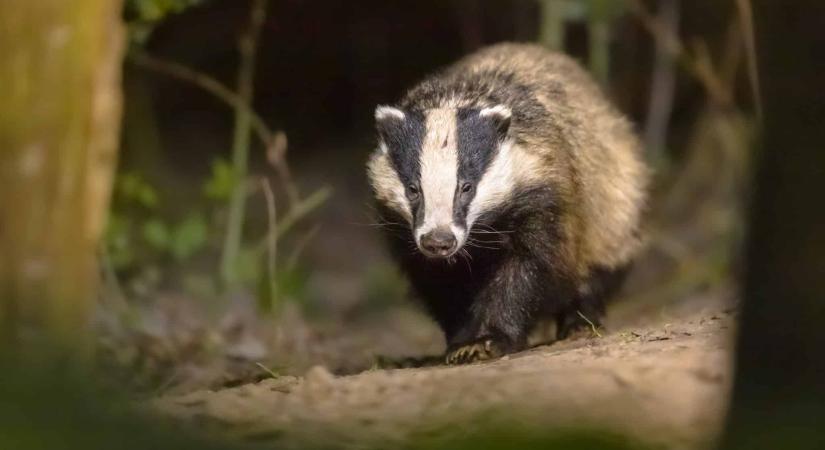 Ragadozó állat sétált a Pest vármegyei bevásárlóközpont emeletén