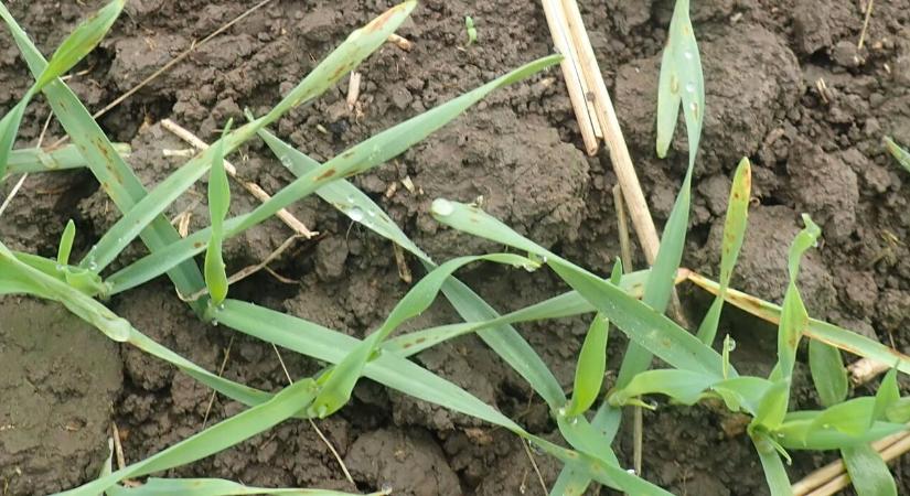 Amikor a csapadék már a kórokozóknak kedvez