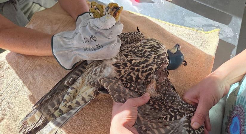 A Föld leggyorsabb állata Zalában megsérült, napi tornával javul az állapota