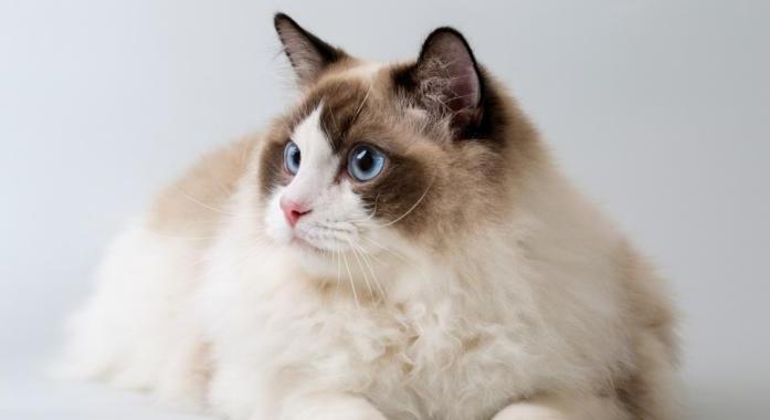 A cica nem eszik: mit jelez, és mikor kell azonnal orvos?