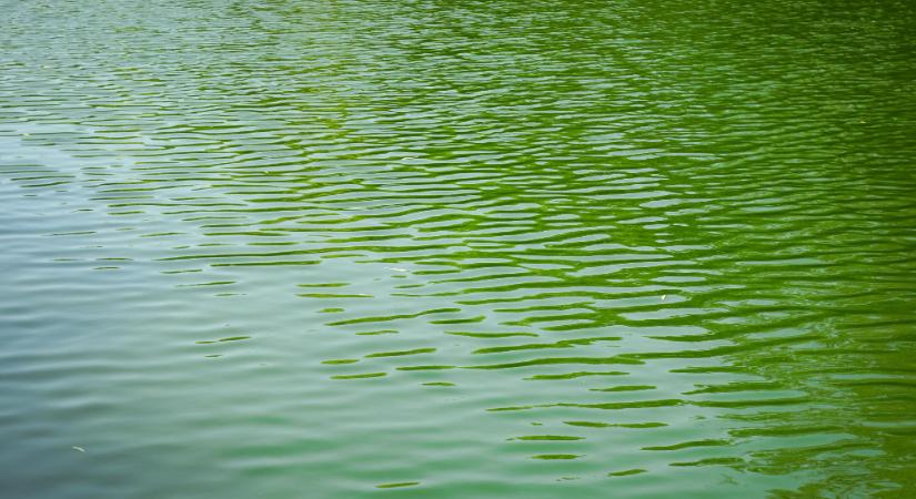 Greta Thunberg és társai zöldre festették a Canal Grandét Velencében