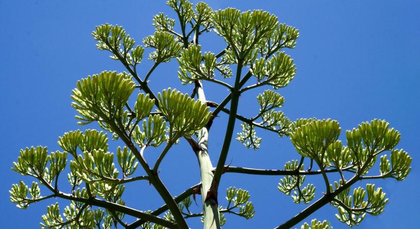 A virág, amely csak egyszer nyílik életében – és azt érdemes is megvárni