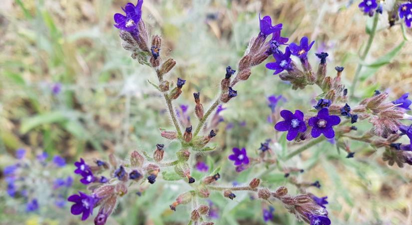 Orvosi atracél, a jég hátán is megél