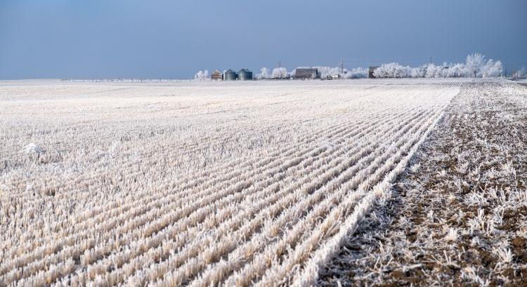Hóban fejezték be az aratást, kisebb lesz az export