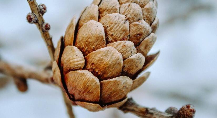 Nem hiszi el, mi derült ki a magyar fenyőtobozokról!