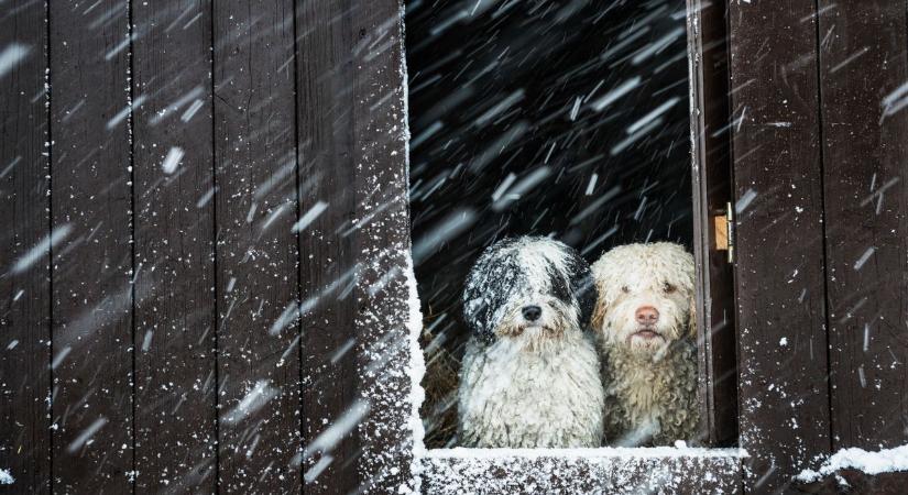 A cicád NEM bírja a telet úgy, ahogy hiszed – állatorvos szól: baj lehet!