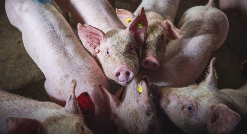 Állandó disznóvisítás Geresdlakon: olvasónk szerint nincs ekkora gond!