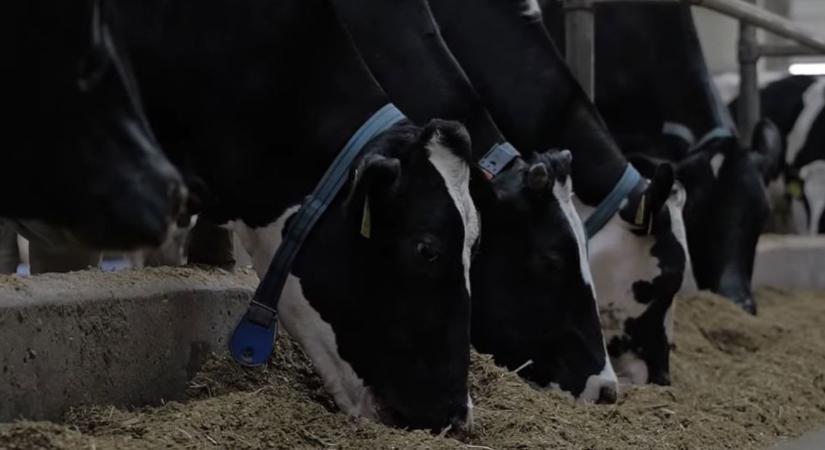 Így változtatta meg a DeLaval robottechnológia a tejtermelést