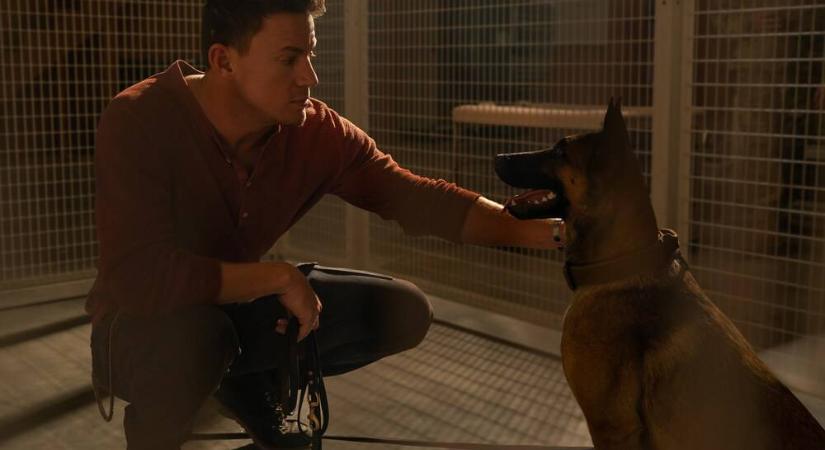 Katonadolog: Zseniális szerepjátékot láthatunk a főszereplőtől! A kutyára gondolok, Lulura! (kritika)