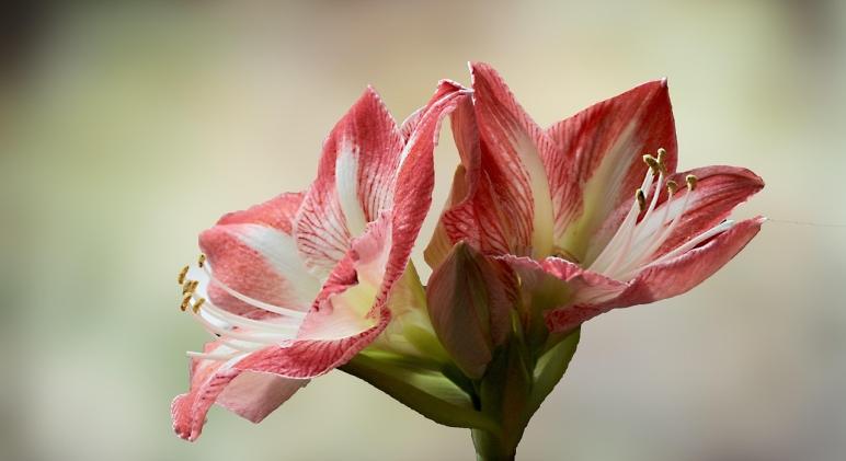 Miért nem virágzik az amarillisz? Elmondjuk