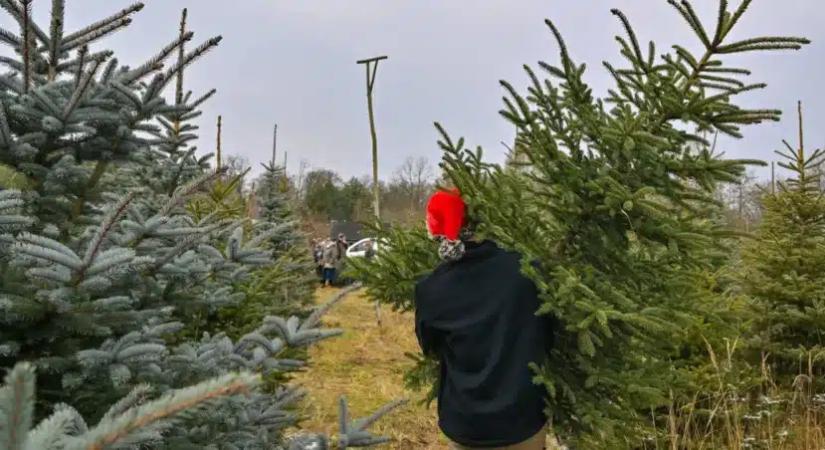 Mikor kell leszedni a karácsonyfát?