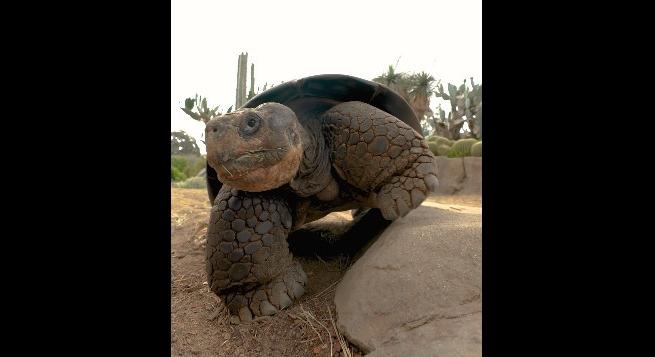 Elpusztult Gramma, a 141 éves galápagosi óriásteknős