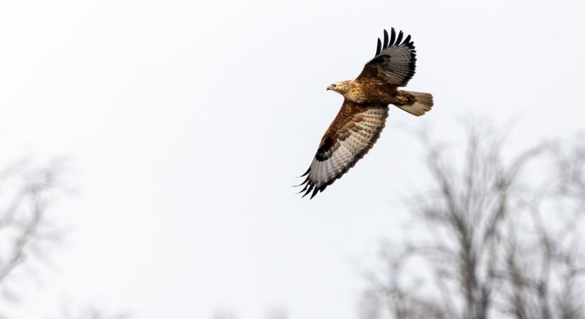 Pusztai ölyvek időznek a Vásárhelyi-pusztán